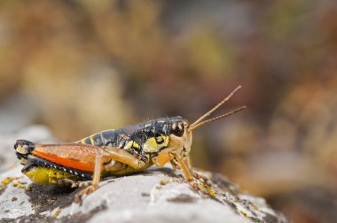 Arcyptera fusca, büyük şeritli çekirge.