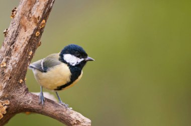 close-up shot of small tit bird perching on branch