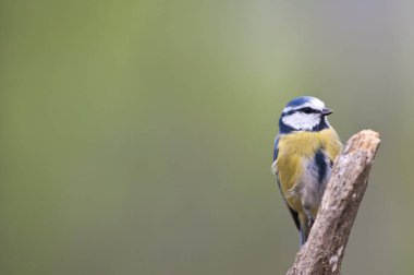 Cyanistes caeruleus, Eurasian blue tit sitting on tree