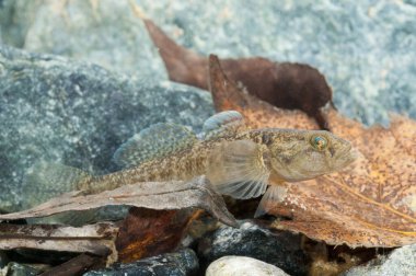 Padogobius martensii 'nin yakın görüntüsü, gobiidae