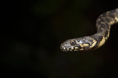 Hiyerophis Viridiflavus (Yeşil Kırbaç Yılan Görünümü)