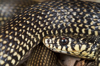 Hiyerophis Viridiflavus (Yeşil Kırbaç Yılan Görünümü)