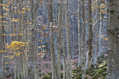 Güzel sonbahar ormanı arka plan görüntüsü 