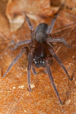 Siyah dantel dokumacının (Amaurobius ferox) doğal ortamdaki yakın çekimi 