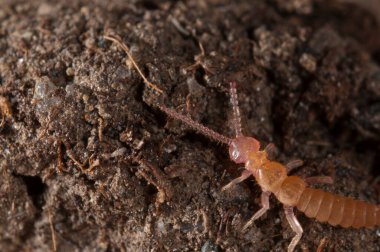 Kırkayağın yere yakın çekim görüntüsü.