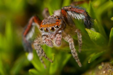 Doğal yaşam ortamında (Salticidae) β eus chrysops 'un yakın çekimi 