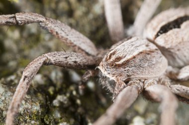 Thanatus formicinus (Philodromidae) görünümü