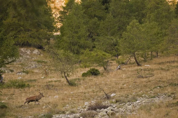 Cervus elaphus, tepede kızıl geyik