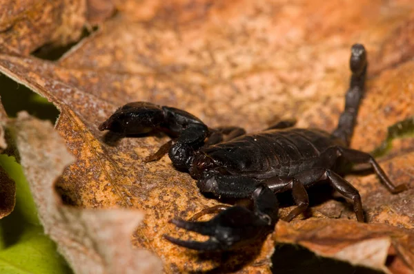 Euscorpius flavicaudis, Avrupa sarı kuyruklu akrep