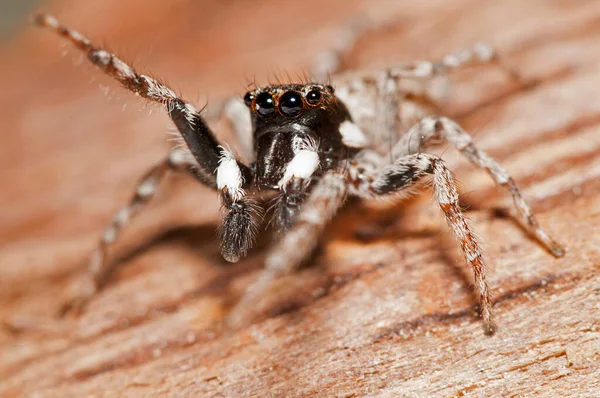 Close Van Philaeus Chrysops Salticidae Natuurlijke Habitat — Stockfoto