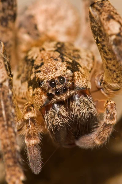 アロペコサSp のクローズアップショット Lycosidae — ストック写真