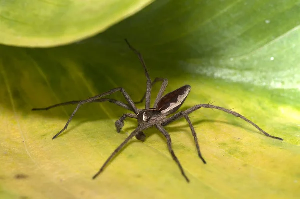 Spindelinsekt Makrofotografier Naturen — Stockfoto