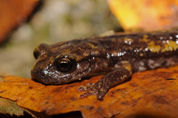 Tiro Perto Tiro Speleomantes Strinatii Salamandra Caverna Strinati Hábitat Natural — Fotografia de Stock