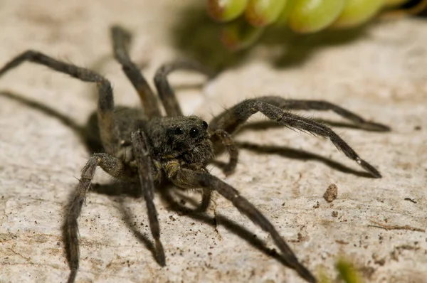 Αράχνη Μακροφωτογραφία Της Φύσης — Φωτογραφία Αρχείου