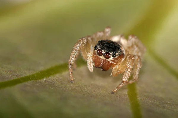 Крупный План Philaeus Chrysops Salticidae Естественной Среде Обитания — стоковое фото