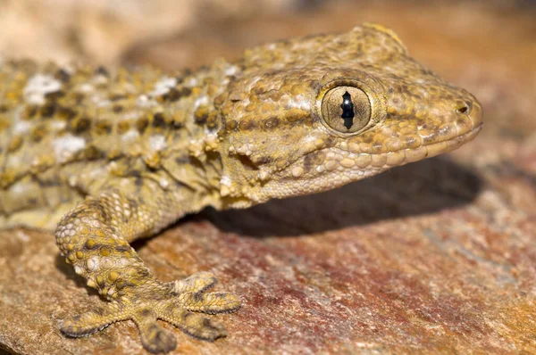 Gros Plan Prise Vue Hemidactylus Turcicus Gecko Domestique Méditerranéen Dans — Photo