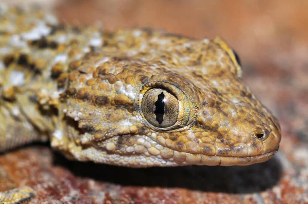 Primer Plano Disparo Hemidactylus Turcicus Gecko Casa Mediterránea Hábitat Natural —  Fotos de Stock