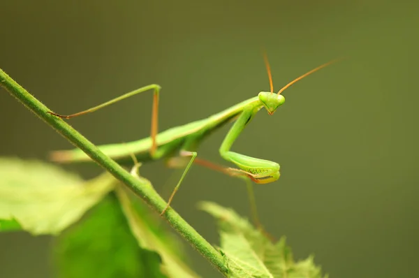 Primer Plano Hermosa Mantis Religiosa Mantis Europea —  Fotos de Stock