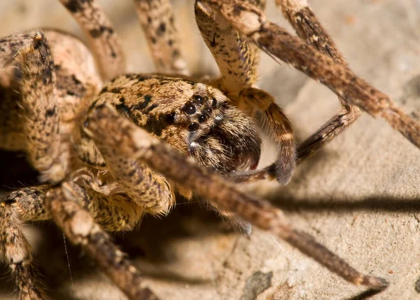 Close View Spider Insect Macro Photography — Stock Photo, Image