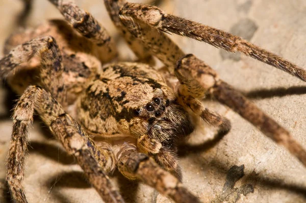 Close View Spider Insect Macro Photography — Stock Photo, Image