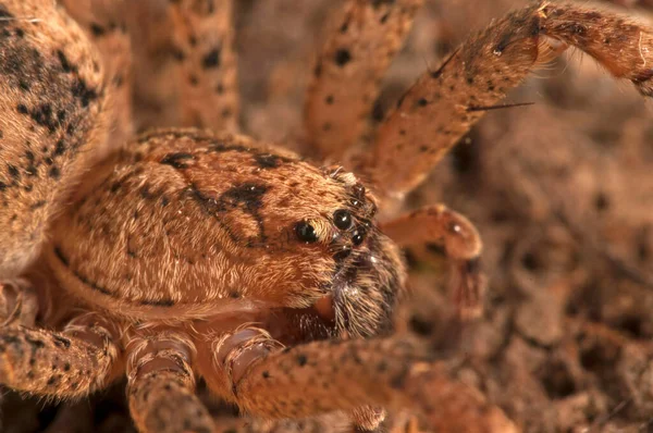 Vista Cerca Del Insecto Araña Macrofotografía — Foto de Stock