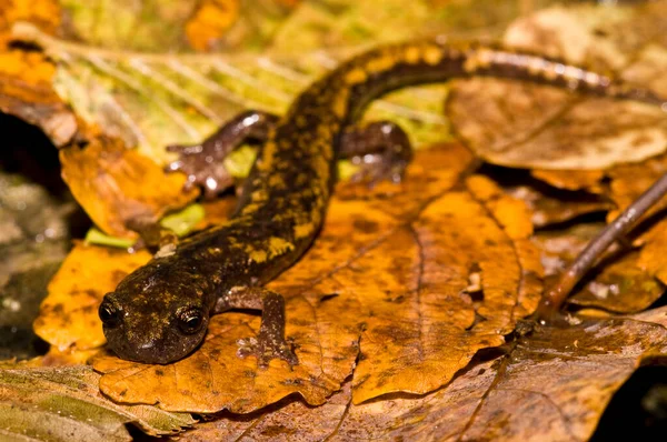 自然の生息地でスペロマンテスStrinatii Strinati Cave Salamander のショットのクローズアップショット — ストック写真