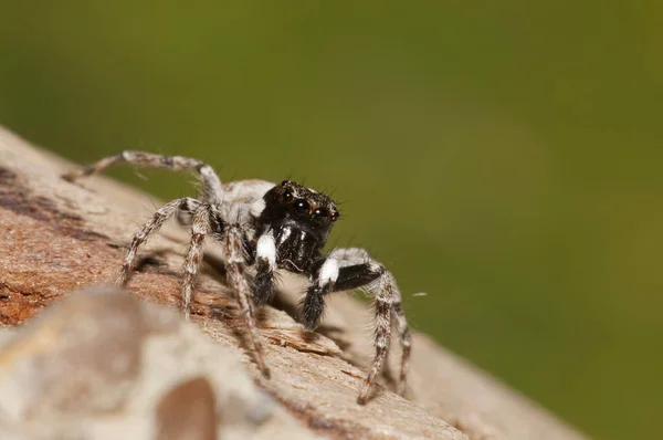 Крупный План Philaeus Chrysops Salticidae Естественной Среде Обитания — стоковое фото