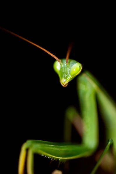 Mantis Religiosa Verde Sobre Fondo Oscuro —  Fotos de Stock