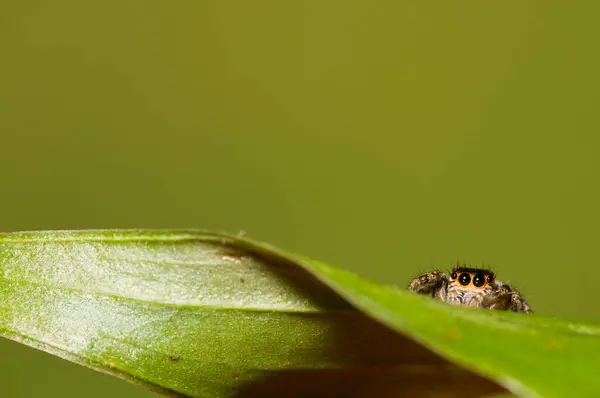 Örümceğe Yakın Yaprağın Üzerinde Örümcek — Stok fotoğraf
