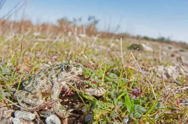 toad sitting on on ground with green grass and rocks in the field