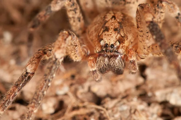 Örümcek böceğinin yakın görüntüsü. makro fotoğrafçılık. 