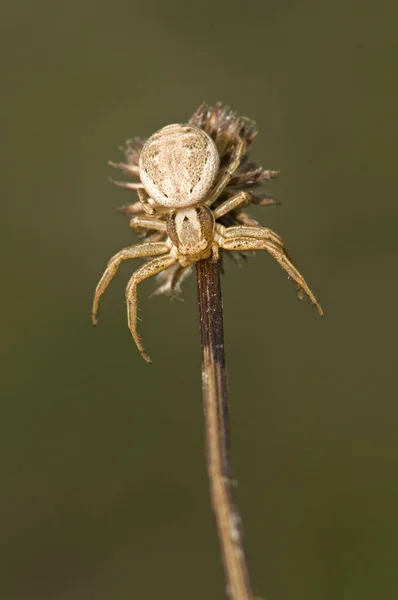 Närbild Spindelinsekten Makrofotografi — Stockfoto