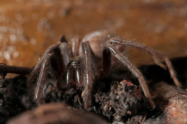 Örümcek Böceğinin Yakın Görüntüsü Makro Fotoğrafçılık — Stok fotoğraf