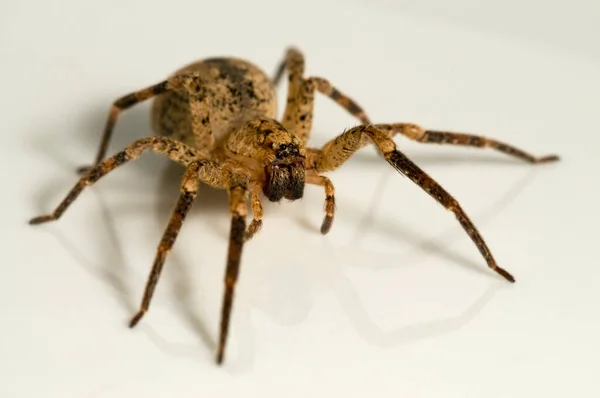 Närbild Spindelinsekten Makrofotografi — Stockfoto