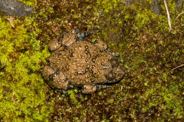 Brown Frog Green Moss Garden Close Photo Frog Moss — Stock Photo, Image