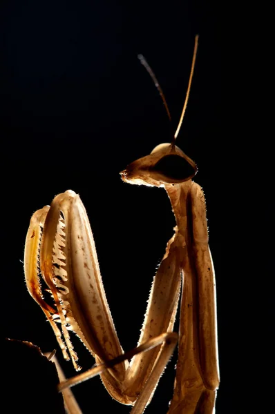 黒い背景の上のカマキリ カマキリ昆虫 — ストック写真