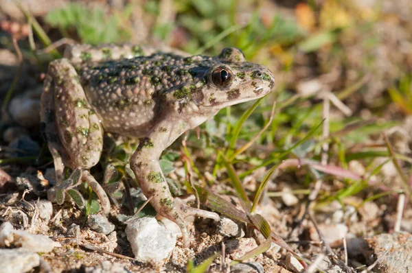Avrupai bir kurbağa, bufo bufo, çimlerde