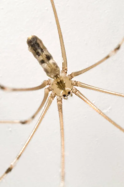 Närbild Spindel Insekt Naturen — Stockfoto