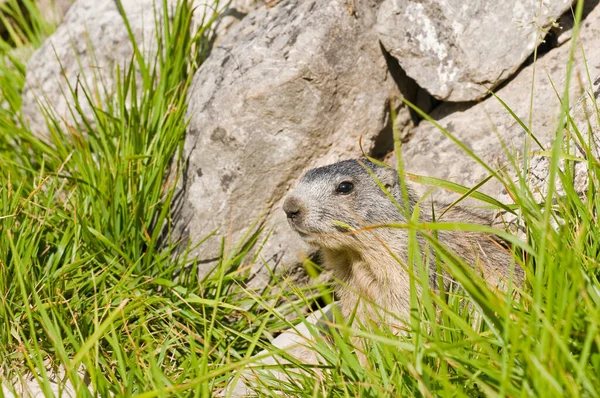 Marmota Marmota Alpenmurmeltier Natürlichem Lebensraum — Stockfoto