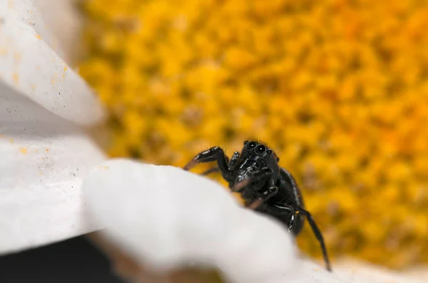 Close Shot Philaeus Chrysops Salticidae Natural Habitat — Stock Photo, Image