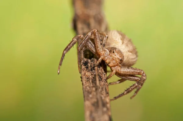 Närbild Spindelinsekten Makrofotografi — Stockfoto