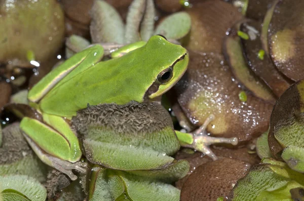 Green Frog Sitting Ground Close View — Stock Photo, Image