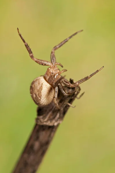 Närbild Spindelinsekten Makrofotografi — Stockfoto