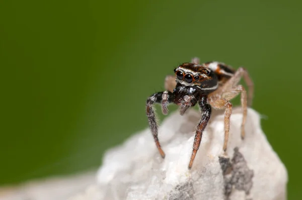 Vista Cerca Del Insecto Araña Macrofotografía — Foto de Stock