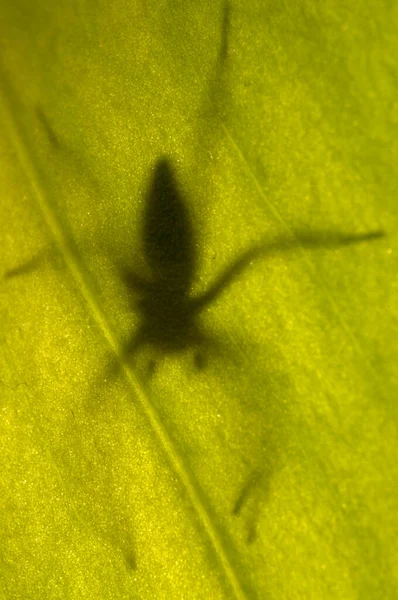 Sombra Aranha Folha Verde Flora Natureza — Fotografia de Stock