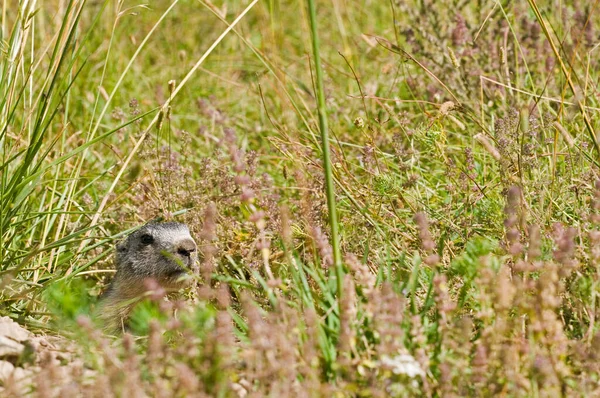 Marmota Marmota Marmota Alpina Habitat Natural — Fotografia de Stock