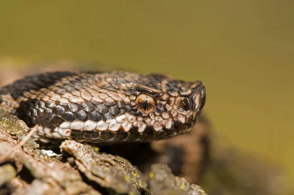 Vista Cerca Una Serpiente Roca — Foto de Stock