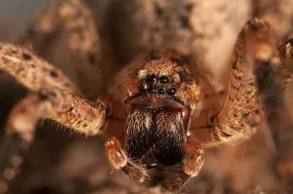 Vista Cerca Del Insecto Araña Macrofotografía —  Fotos de Stock