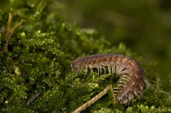 Polydesmus Polydesmidae Green Moss Close View — Stock Photo, Image