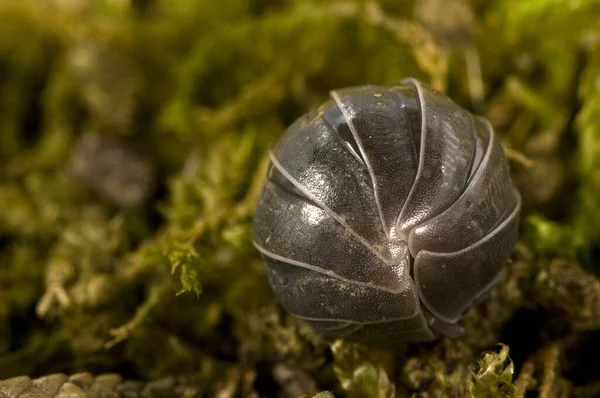 Oniscus Isopoda Sobre Musgo Verde — Fotografia de Stock